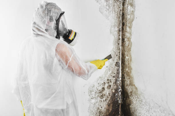 Best Mold Testing  in Salem Lakes, WI