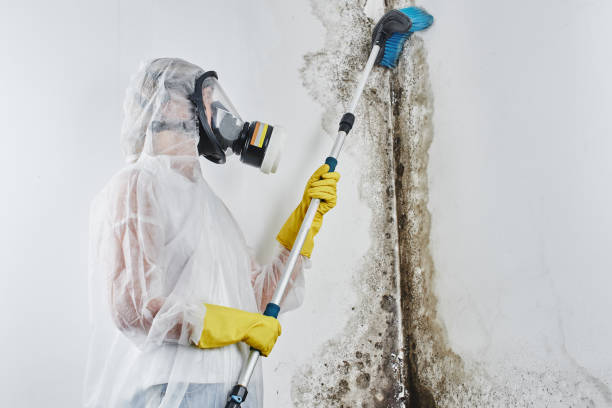 Best Mold Remediation  in Salem Lakes, WI