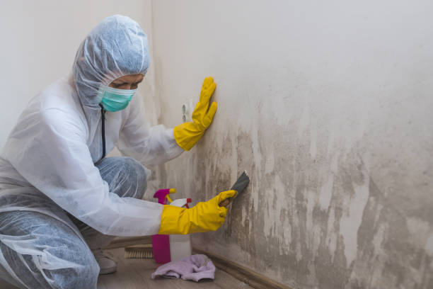 Best Certified Mold Removal  in Salem Lakes, WI