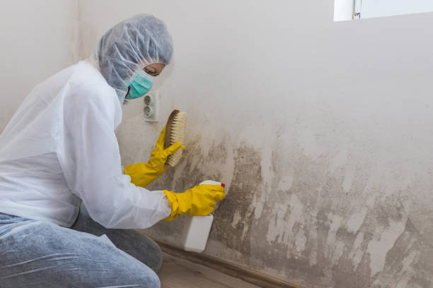 Best Mold Removal Near Me  in Salem Lakes, WI