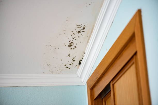 Best Professional Mold Removal  in Salem Lakes, WI