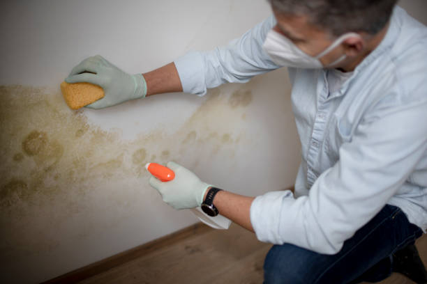 Best Commercial Mold Removal  in Salem Lakes, WI