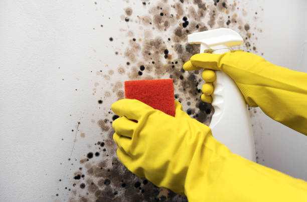 Best Affordable Mold Removal  in Salem Lakes, WI