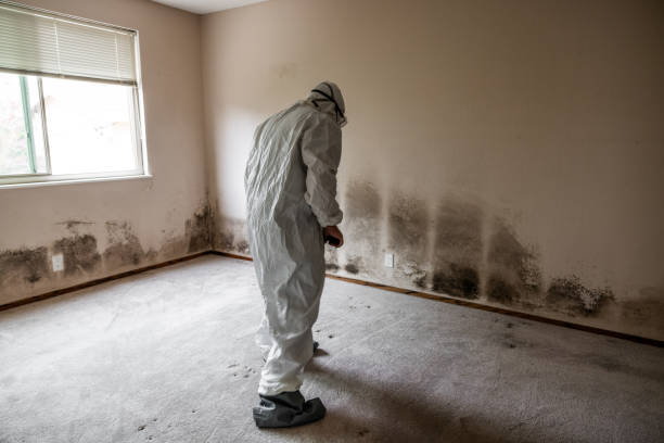 Best Mold Removal Company Near Me  in Salem Lakes, WI