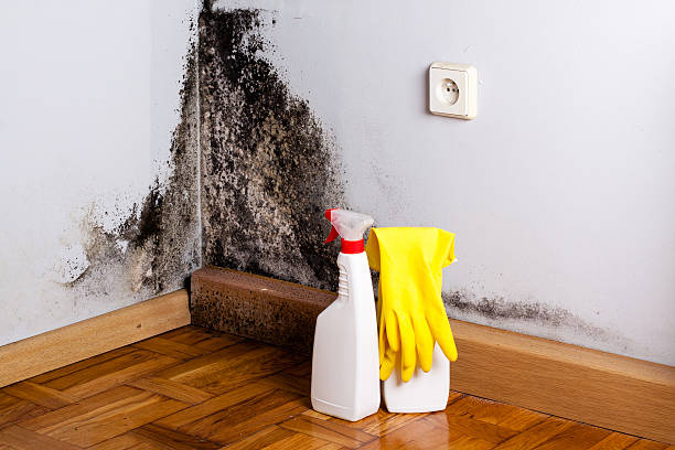 Best Black Mold Removal  in Salem Lakes, WI