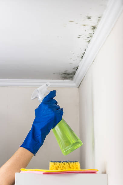 Best Same-Day Mold Removal  in Salem Lakes, WI